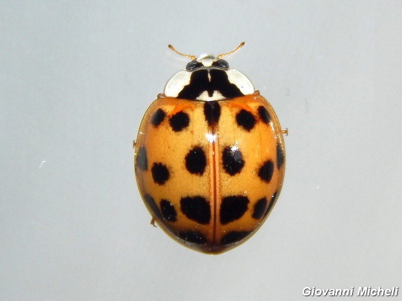 Coccinelle: tutte Harmonia axiridis